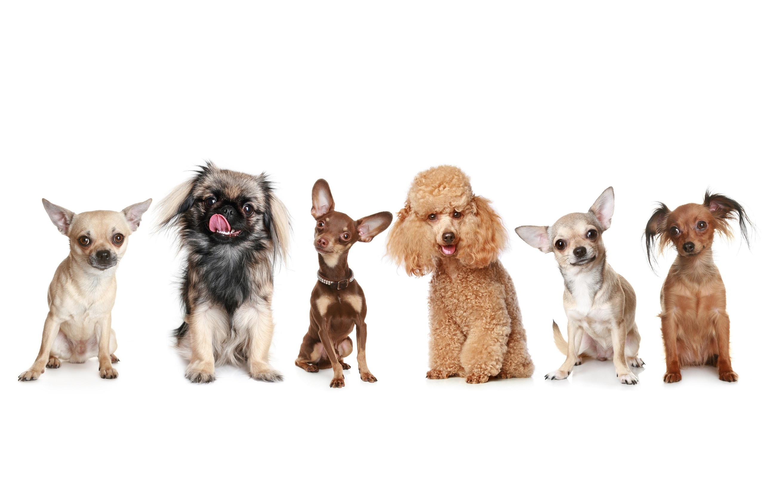 dogs_diversity_small_breeds_hd-wallpaper-25361