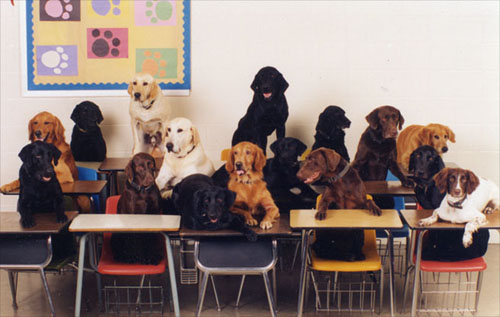 dogs_in_classroom