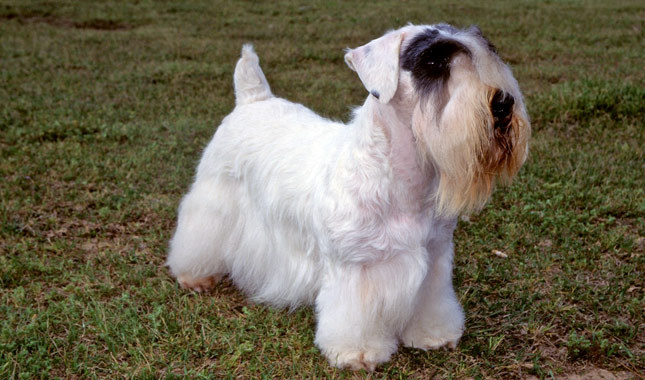 Sealyham Terrier