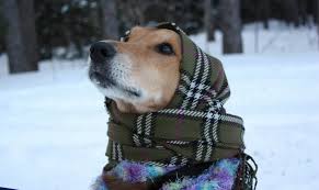 freddo-da-cani