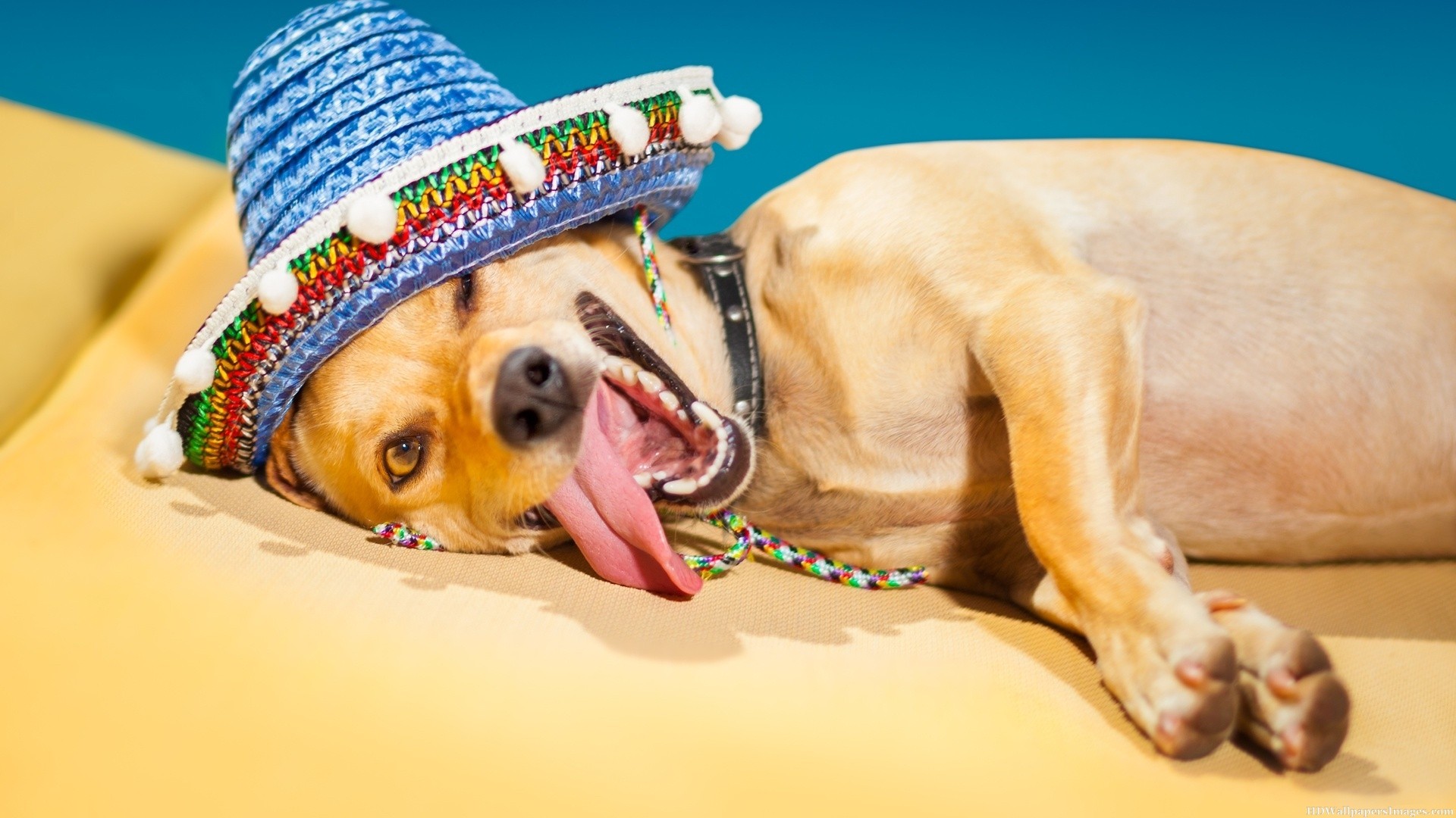 funny-dog-wearing-summer-hat-images-hd-wallpapers-wallpaper-cute-summer-dog-wallpapers-direct-hd-download-for-iphone-ipad-borders-free-naruto-mobile-3d