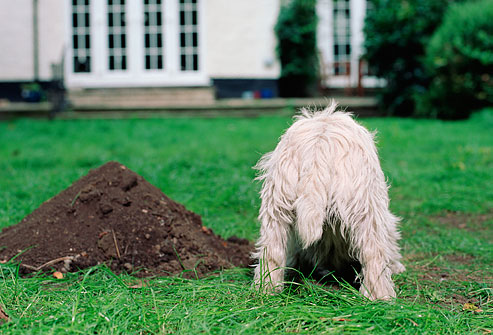 getty_rm_photo_of_dog_digging_in_back_yard