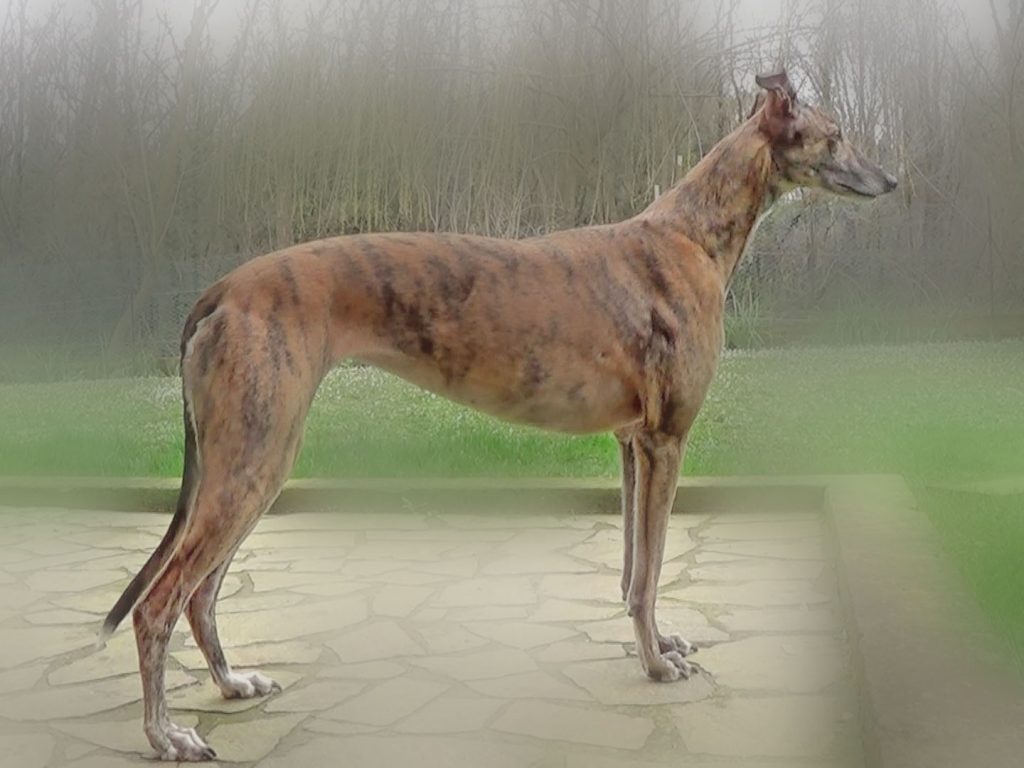 Greyhound (Levriero Inglese a Pelo Raso)