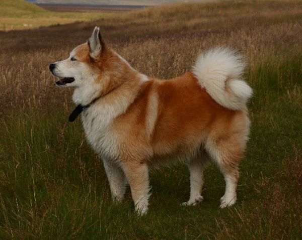 Iceland Dog (Cane d'Islanda)
