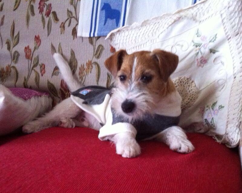 Le Syrenuse Jack Russell Terrier