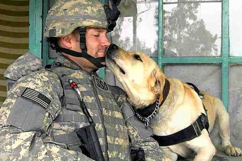 Cani soldato