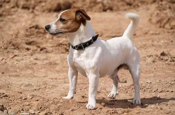 jack-russell-2