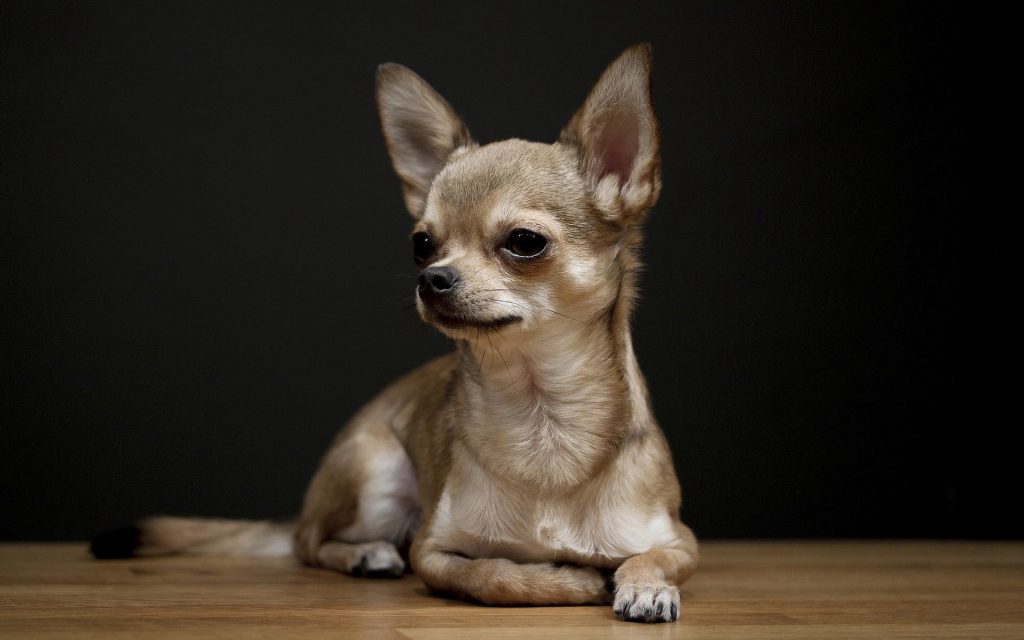 Chihuahua Pelo Corto