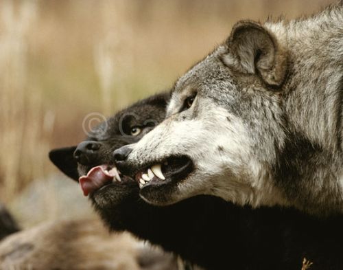 Il lupo e il linguaggio: differenze con il cane domestico (3/4)