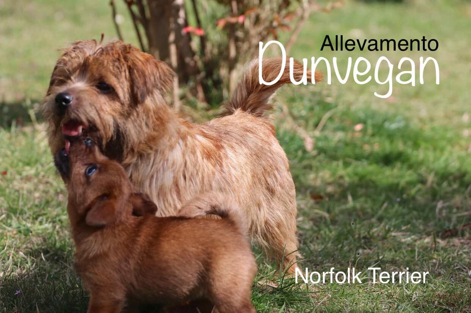 All.Dunvegan Norfolk Terrier