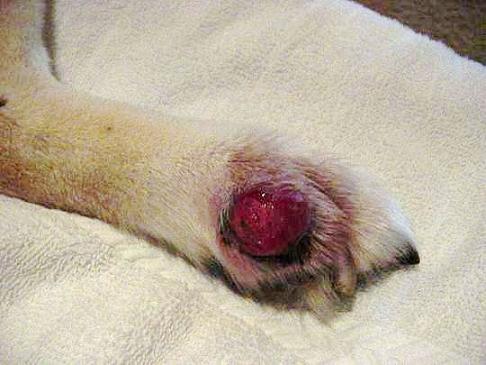 Mastocitomi nel cane e nel gatto: le cause e la prevenzione.