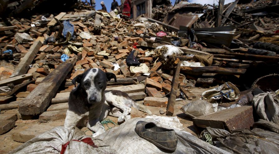 nepal-earthquake-dogs