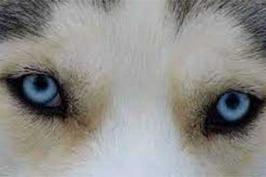 occhi-husky