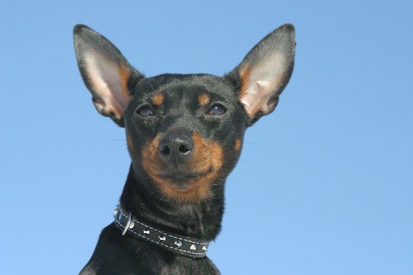 Piccolo Terrier Inglese (Black and Tan Toy Terrier)