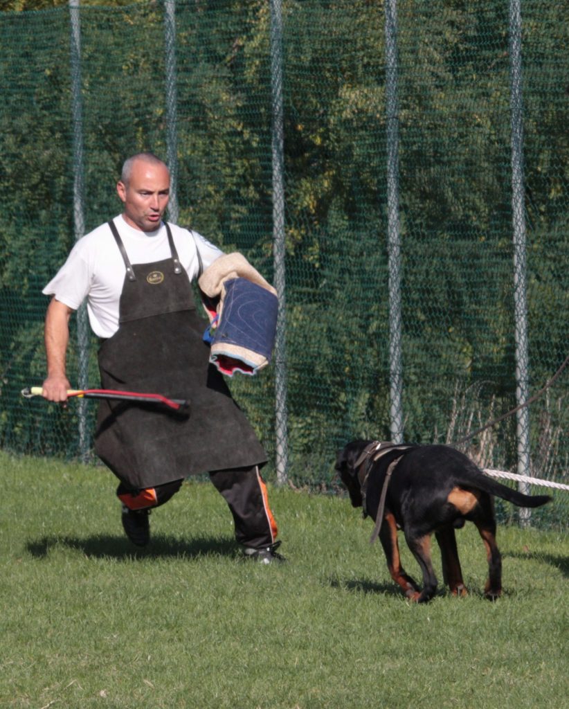 MECENATE DELL'OSTEOBORUS Allevamento Rottweiler