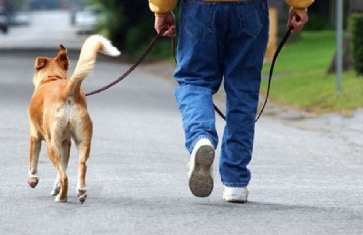 passeggiare-con-il-cane