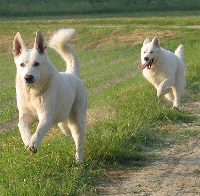 Lais Puzzle Pastore Svizzero Bianco, 1000 Pezzi, Fotografia Realistica Di Cane, Per Adulti E Ragazzi