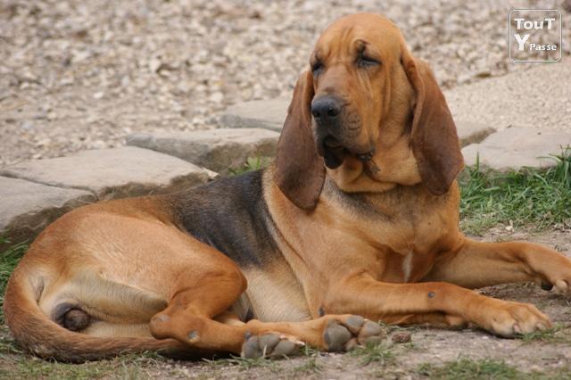 Chien de Saint Hubert (Bloodhound)
