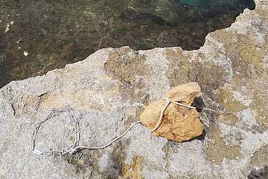 Cane gettato in mare con una pietra legata al collo