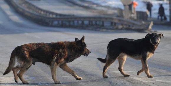 Due cani denunciati per tentata violenza sessuale: storia incredibile giunge dalla Puglia