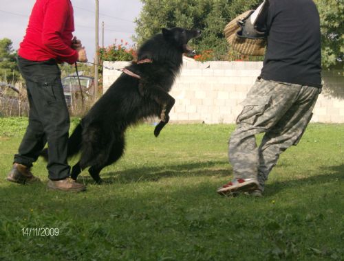 Centro di addestramento cani Sandro Meloni addestramento' allevamento