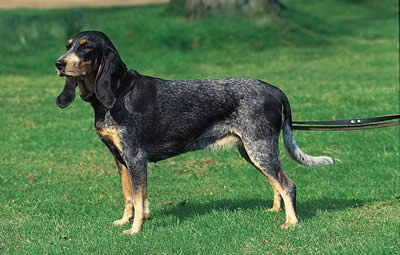 Luzerner Laufhund (Segugio del Lucernese)