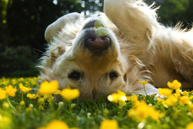 spring-summer-dog-grooming1