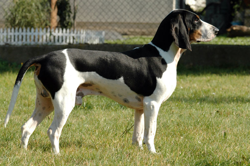 Berner Laufhund (Segugio del Bernese)