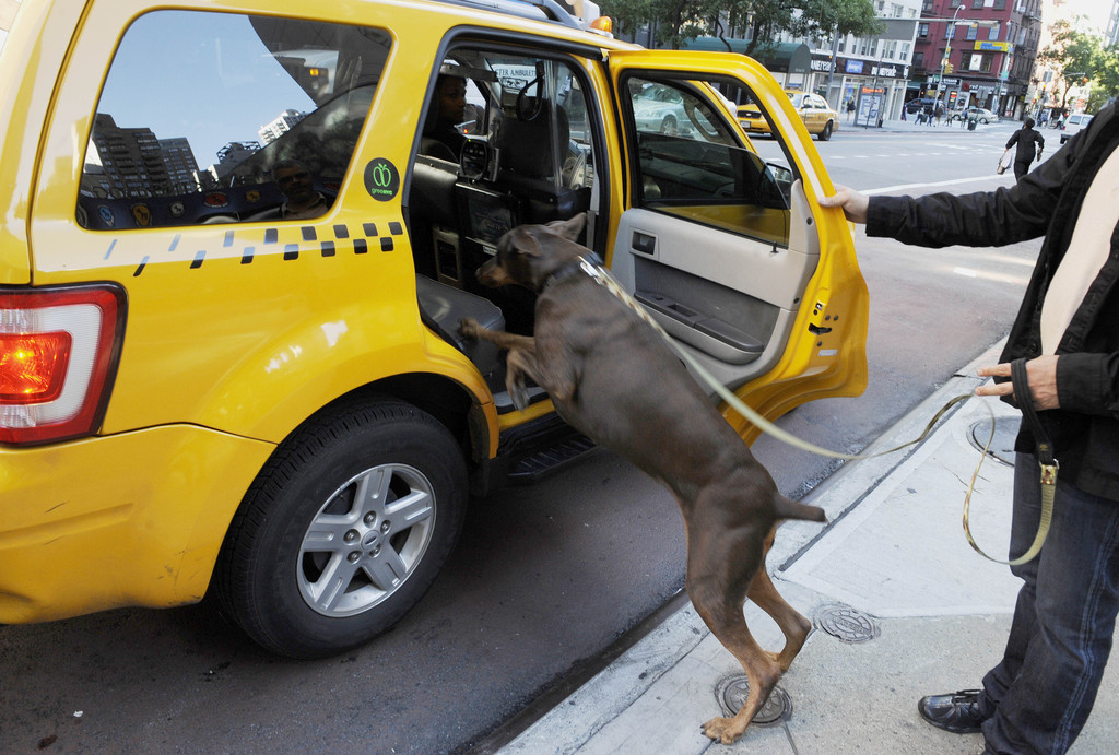 Non fa salire il cane guida di un cieco: tassista inglese rischia la revoca della licenza