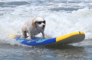 Surf dog competition