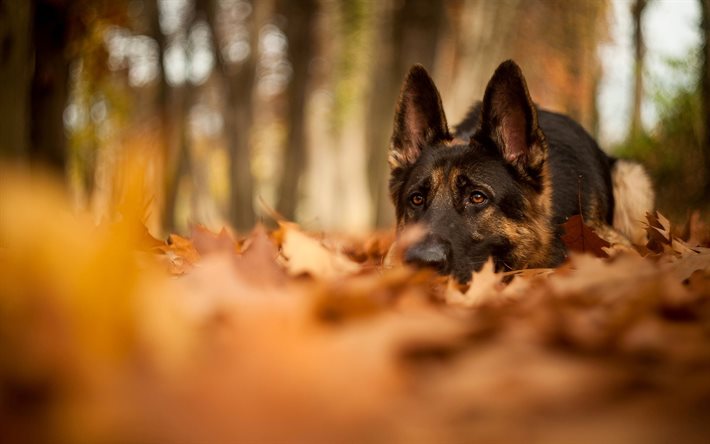 thumb2-dog-cute-little-dog-watchdogs-german-shepherd-photo