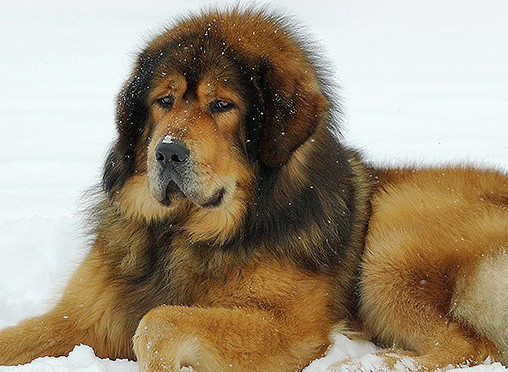 Tibetan Mastiff (Mastino del Tibet)