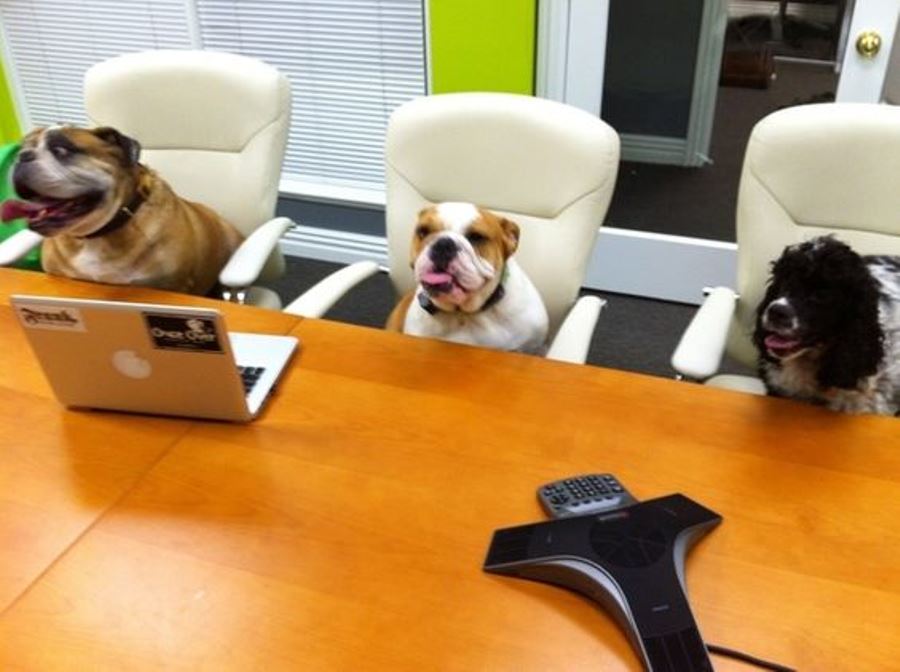 ufficio-con-cani