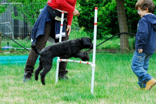 MELAMPO ADDESTRAMENTO CANI CAGLIARI