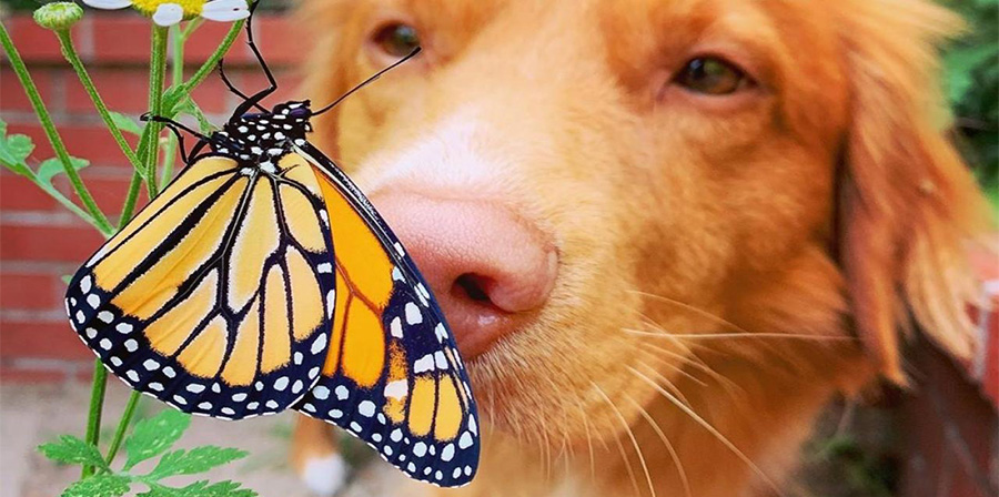 Milo, il cane amico delle farfalle del suo giardino
