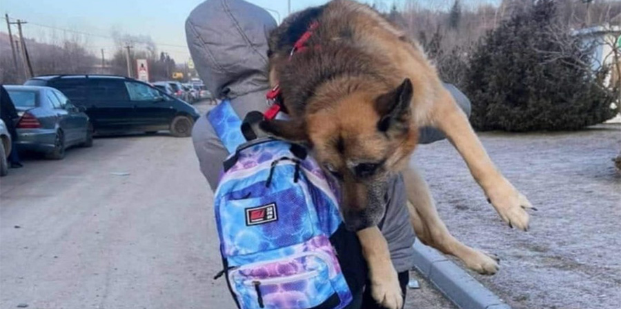 In fuga dalla guerra, percorre 17 km con il cane in spalla