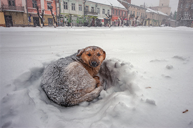 Russia, bimba sopravvive a -11 gradi grazie a un cane randagio