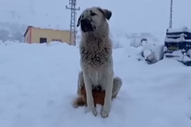 Cane offre riparo a un gatto durante una bufera di neve