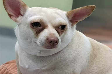 La trasformazione di Rosemary, Chihuahua obeso che ha perso metà del suo peso