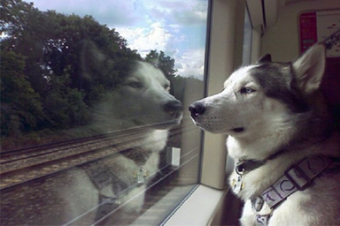 Viaggiare in treno con il cane: previsti più posti e tariffe convenienti