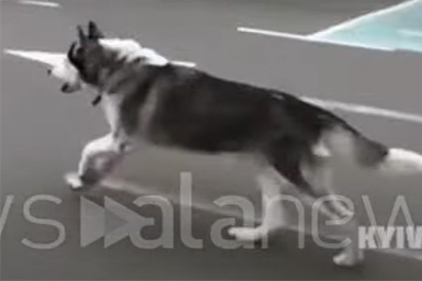 Ucraina, cane ritrova il suo proprietario: il video della commovente corsa