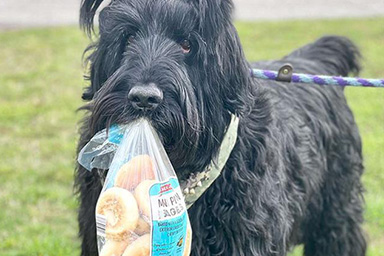 Nikolai, il cane che ama portare il sacco di pane durante le passeggiate