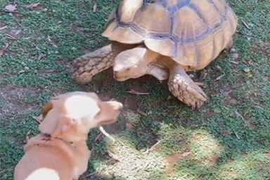 Tilly G e Skippy, l'amicizia tra una tartaruga e un cagnolino