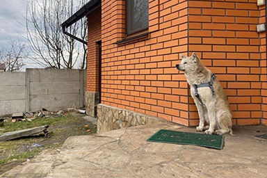 Cane attende davanti alla porta di casa la proprietaria uccisa in Ucraina