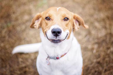 Inchini e sorrisi nel gioco tra cani: nuovo studio spiega il perché