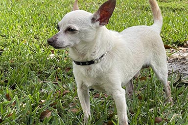 Il cane più vecchio del mondo? Un Chihuahua di 21 anni