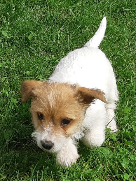 Jack Russell pelo duro con Pedigree ENCI