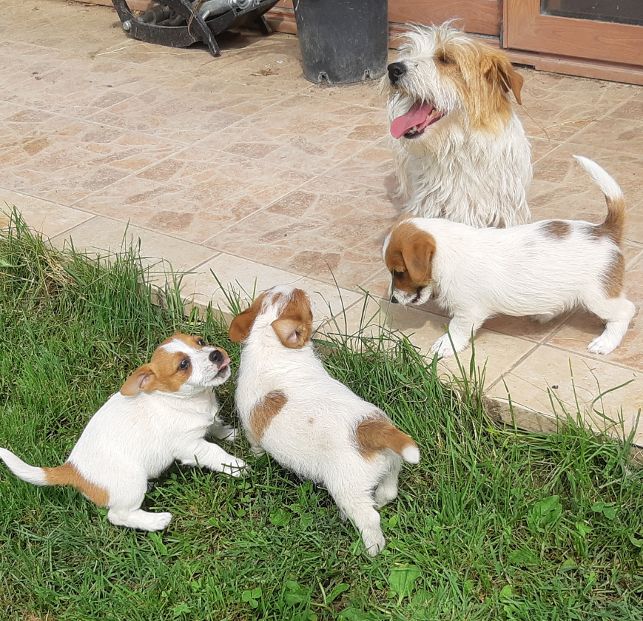 Jack Russell pelo duro con Pedigree ENCI