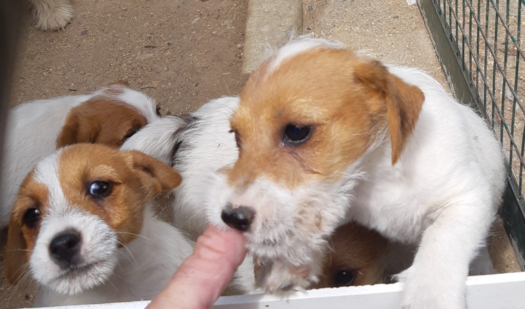 Jack Russell pelo duro con Pedigree ENCI