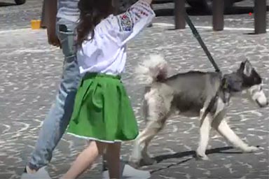 Bimba soffre per cane rimasto in Ucraina, la mamma li fa riunire